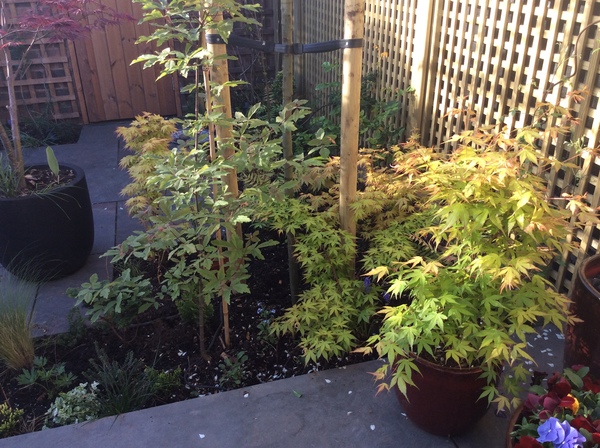 The first rule of potting shed is YOU ALWAYS talk about potting shed. The thread continues.