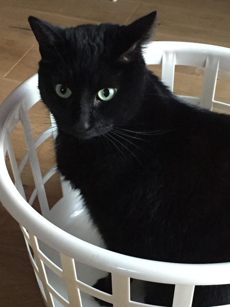 My new cat!
