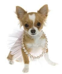To find the increasing humanisation of animals ridiculous?