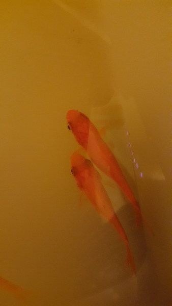 Help with new goldfish, it's all going wrong