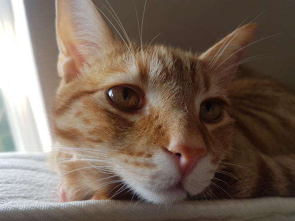 Cat allergy