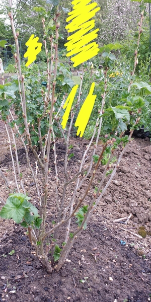 Allotment/Veg Patch -Thread  8 - Its spring - time to get busy!