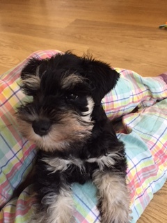Does anyone fancy a 'puppy survival' thread?