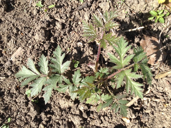 More plant id please?