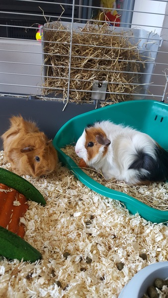 What does your guinea pigs home look like?