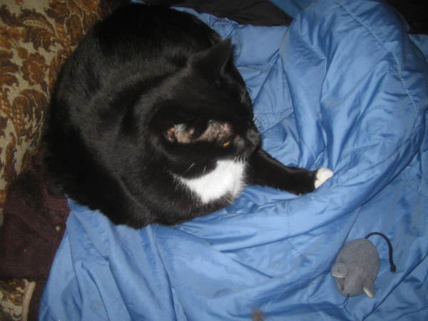 AIBU to not let bitey cat sit on my lap?