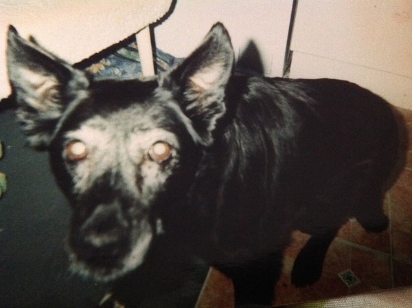 Tell Bought By Many Pet Insurance about your pets’ biggest mishaps - £300 voucher to be won NOW CLOSED
