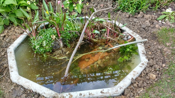 Wildlife pond LIVE!