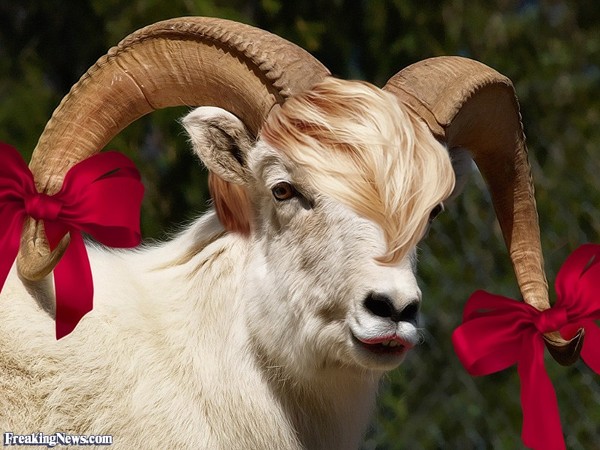 AIBU to want my goat?