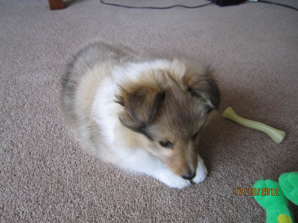 To think that my dog is not 'just a dog'?