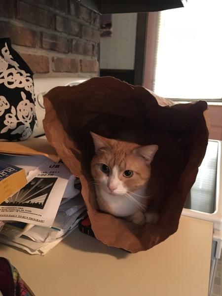 What's your dcat doing today?