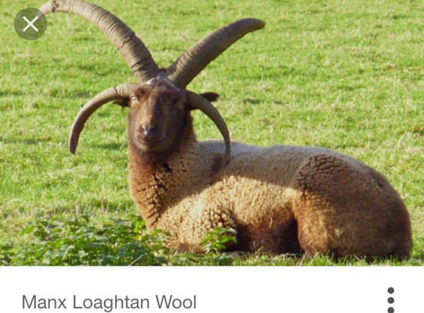 AIBU to want my goat?