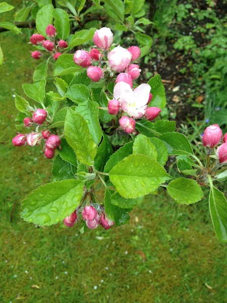 Allotment/Veg Patch -Thread  8 - Its spring - time to get busy!