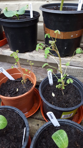 Allotment/Veg Patch -Thread  8 - Its spring - time to get busy!