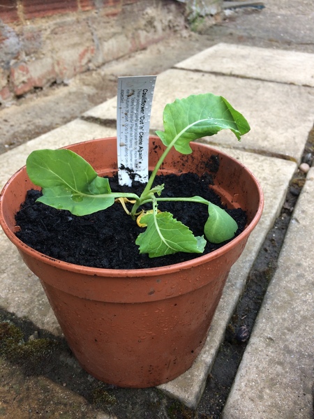 Allotment/Veg Patch -Thread  8 - Its spring - time to get busy!