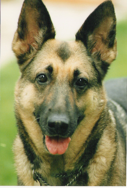 Tell Bought By Many Pet Insurance about your pets’ biggest mishaps - £300 voucher to be won NOW CLOSED