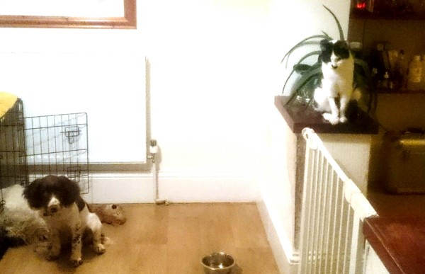 dogs and cats together?