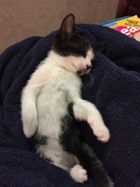 I caved and we've now got a cat