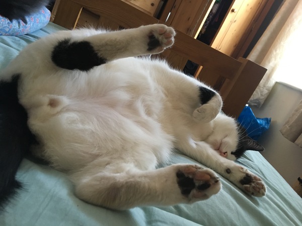 What's your dcat doing today?