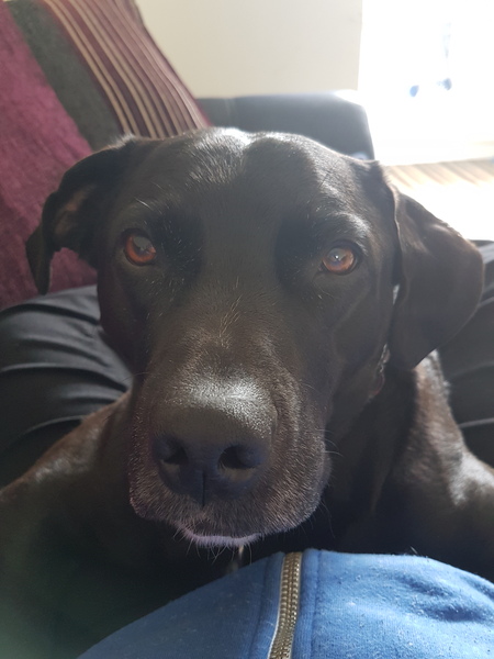 To think that my dog is not 'just a dog'?