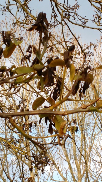 What's wrong with my walnut tree?
