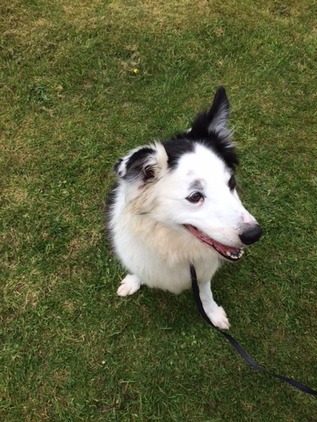 Border Collies