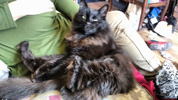 What's your dcat doing today?