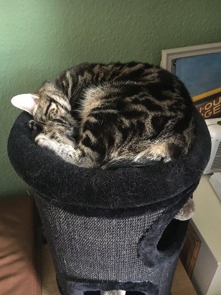 What's your dcat doing today?