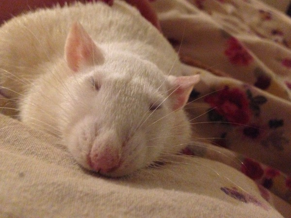 beautiful creature