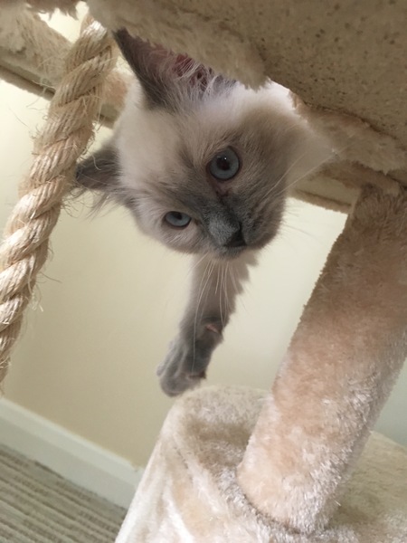 Devastated over the loss of my boy