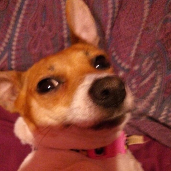 Getting our Jack Russell tomorrow