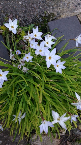 Name that plant!