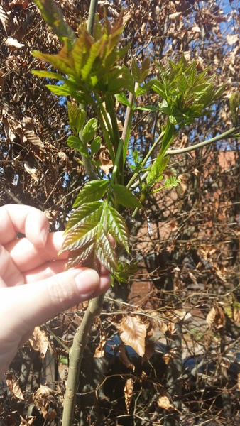 6ft tree in the hedge?  Ash?
