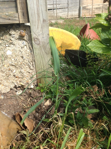 Plant ID help
