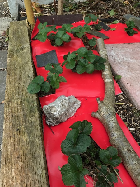 Allotment/Veg Patch -Thread  8 - Its spring - time to get busy!