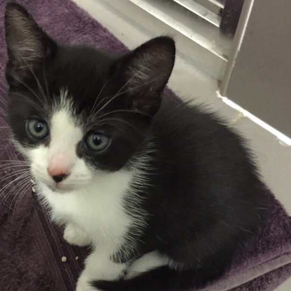 I caved and we've now got a cat