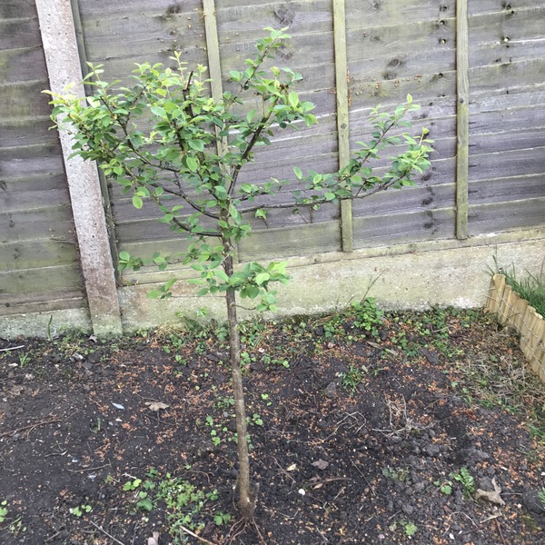 What is this shrub/tree please
