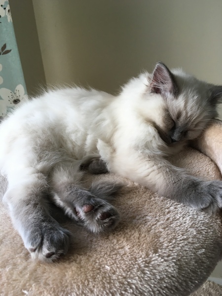 Devastated over the loss of my boy