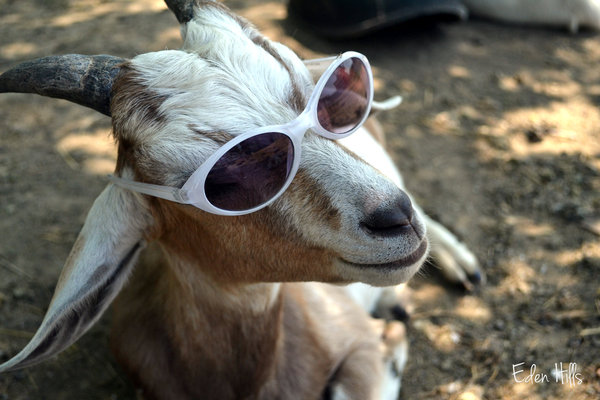 AIBU to want my goat?