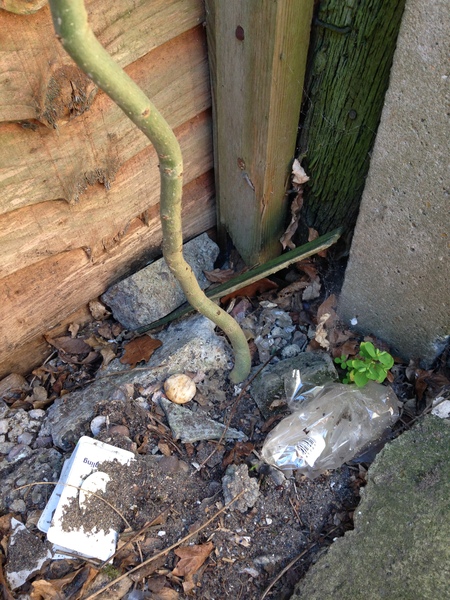 Help -  is this Japanese knotweed?!