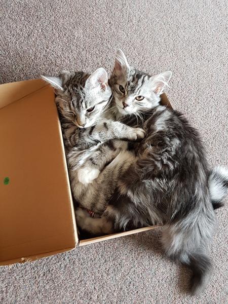 We've adopted a kitten!