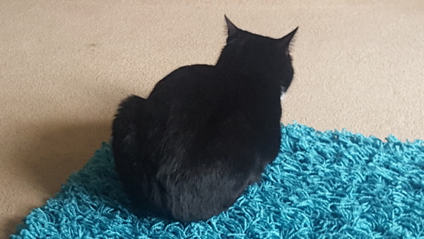 Is my hedgehog fucked? (Pics)