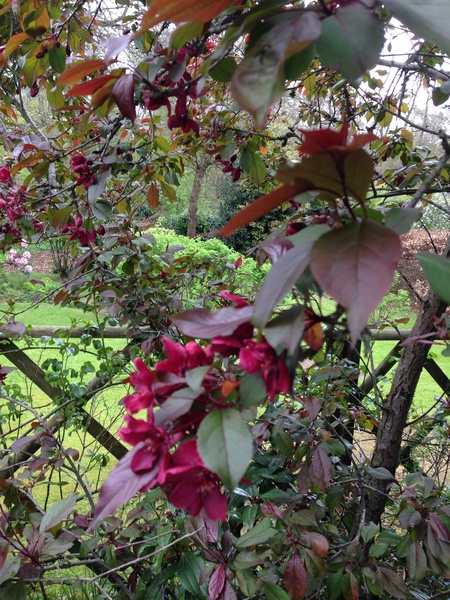 Tree identification help please!