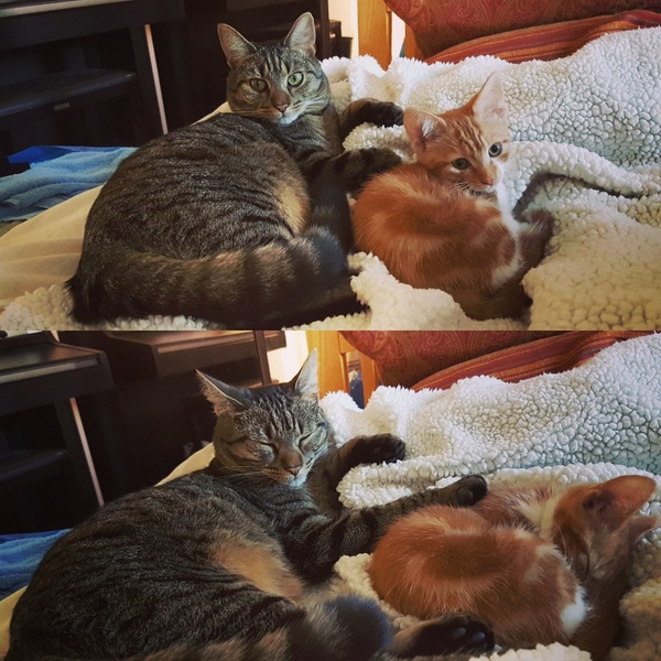 What's your DCat up to today? Pt 2
