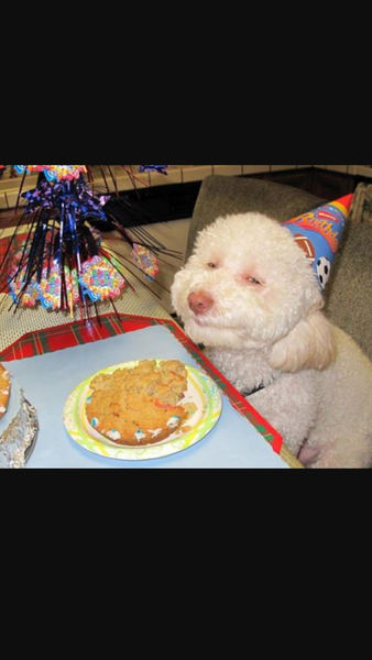 To worry about a friend that has taken a day off work to celebrate her dogs birthday, alone, with hats, personalised cake and those blowie things
