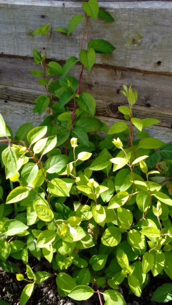 Plant Id please...