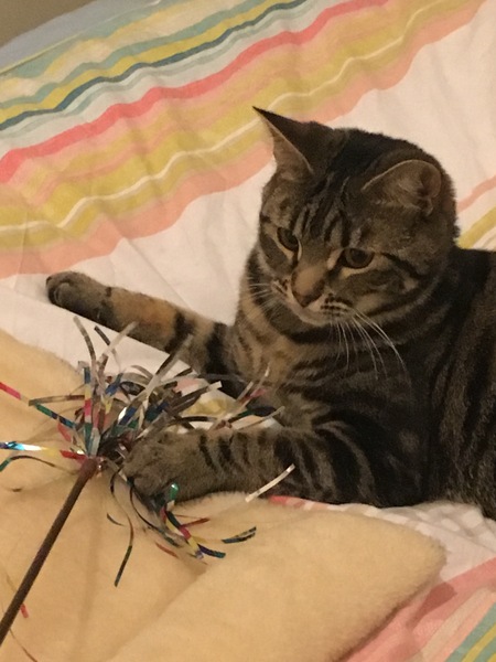 What's your dcat doing today?