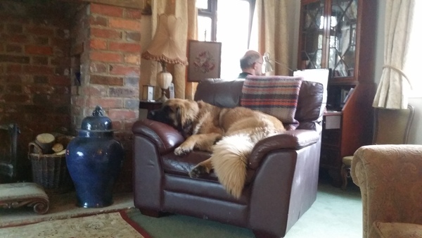 What does your large dog sleep on?