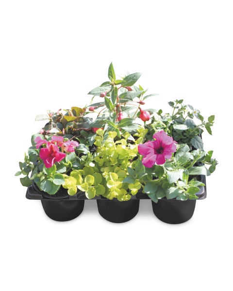 how many plants should I buy for each one of these wall planters?