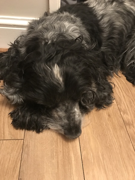 Our lovely boy is being pts in the morning... 😢